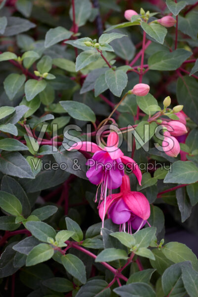 Fuchsia Ringwood Market Fuchsia Ringwood Market