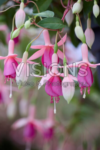 Fuchsia Puts Folly Fuchsia Puts Folly