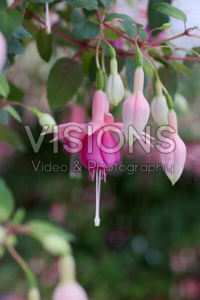 Fuchsia Puts Folly Fuchsia Puts Folly
