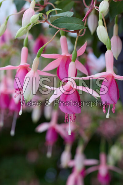 Fuchsia Puts Folly Fuchsia Puts Folly