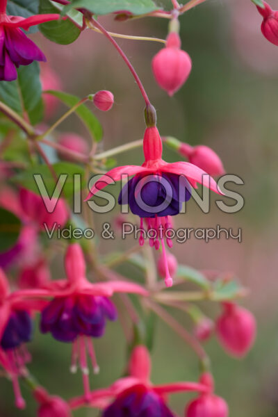 Fuchsia Dollarprincess Fuchsia Dollarprincess