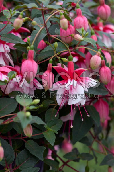 Fuchsia El Camino Fuchsia El Camino