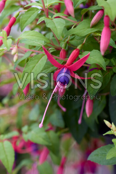 Fuchsia Genii Fuchsia Genii
