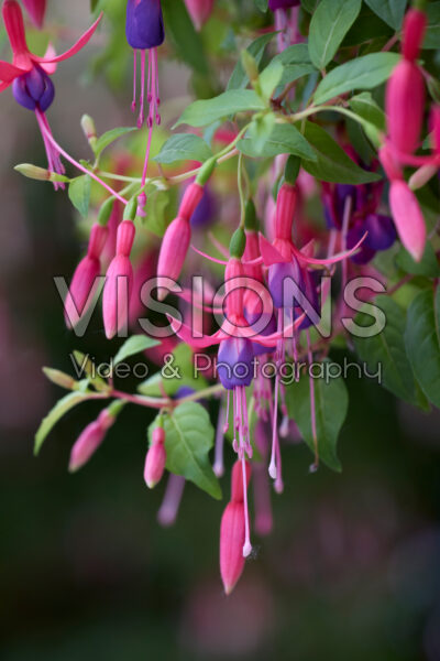 Fuchsia Genii Fuchsia Genii