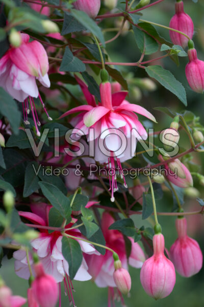 Fuchsia El Camino Fuchsia El Camino