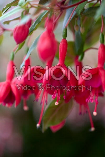 Fuchsia Marinka Fuchsia Marinka