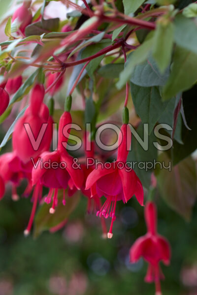 Fuchsia Marinka Fuchsia Marinka