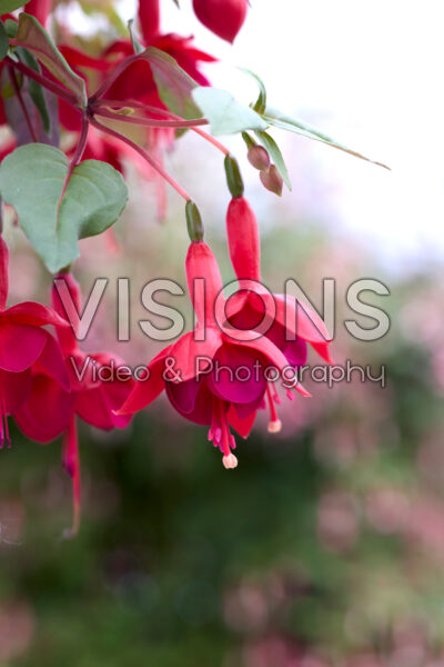 Fuchsia Marinka Fuchsia Marinka
