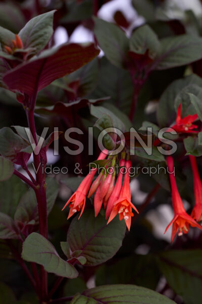Fuchsia Gartenmeister Bonstedt Fuchsia Gartenmeister Bonstedt