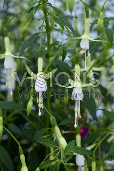 Fuchsia Hawkshead Fuchsia Hawkshead