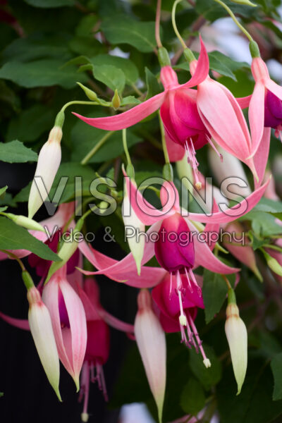 Fuchsia Cascade Fuchsia Cascade