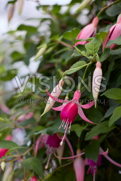 Fuchsia Cascade Fuchsia Cascade