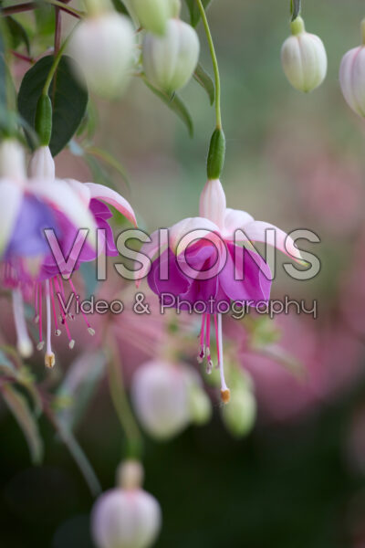 Fuchsia Lena Dalton Fuchsia Lena Dalton