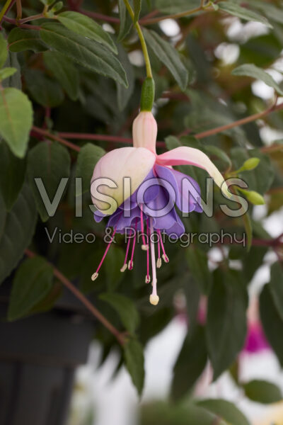 Fuchsia Lena Dalton Fuchsia Lena Dalton