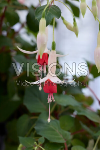 Fuchsia Wassernimpfe Fuchsia Wassernimpfe