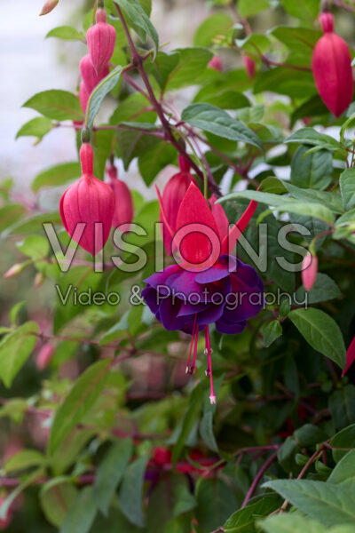 Fuchsia Maori Maid Fuchsia Maori Maid