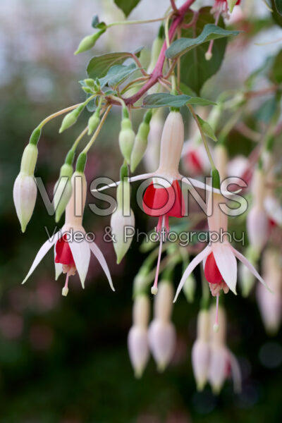 Fuchsia Wassernimpfe Fuchsia Wassernimpfe