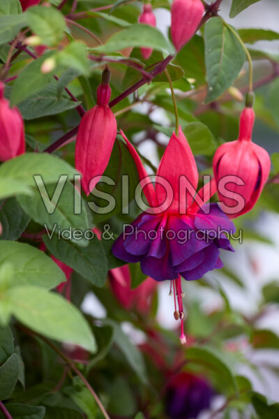 Fuchsia Maori Maid Fuchsia Maori Maid