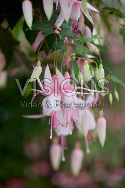 Fuchsia Miss California Fuchsia Miss California