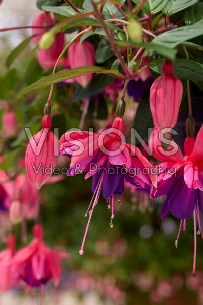 Fuchsia Rocket Fire Fuchsia Rocket Fire