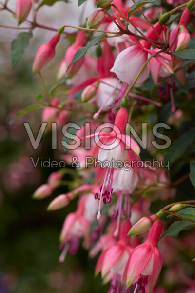 Fuchsia Patio Princess Fuchsia Patio Princess