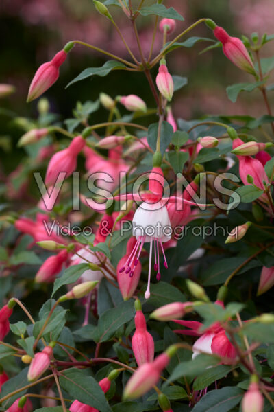 Fuchsia Patio Princess