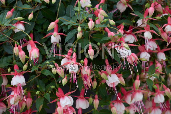 Fuchsia Patio Princess Fuchsia Patio Princess