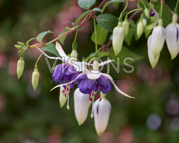 Fuchsia Blue Angel