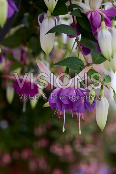 Fuchsia Blue Angel Fuchsia Blue Angel