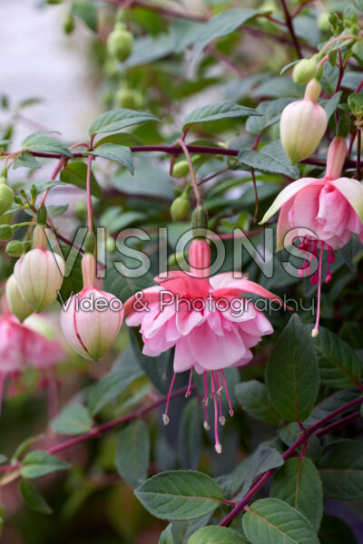 Fuchsia Southgate Fuchsia Southgate