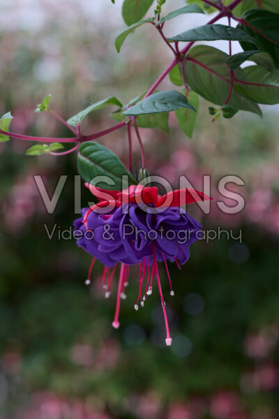 Fuchsia Dark Eyes Fuchsia Dark Eyes