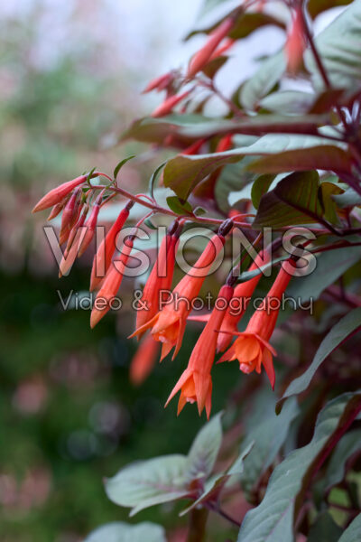 Fuchsia Insulinde Fuchsia Insulinde