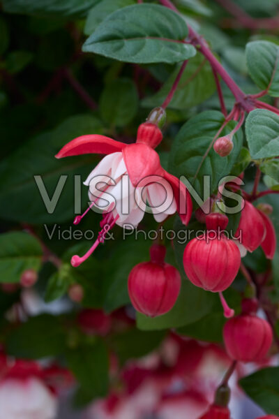 Fuchsia Sir Matt Busby Fuchsia Sir Matt Busby