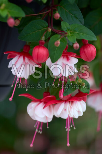 Fuchsia Sir Matt Busby Fuchsia Sir Matt Busby