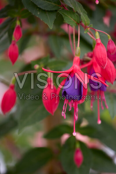 Fuchsia Angela Fuchsia Angela