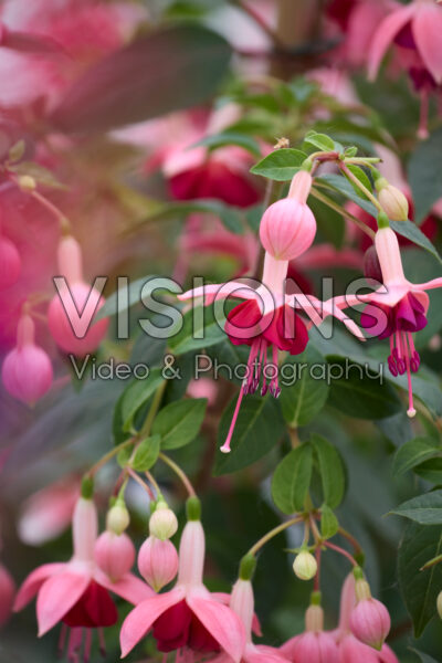 Fuchsia Paula Jane Fuchsia Paula Jane