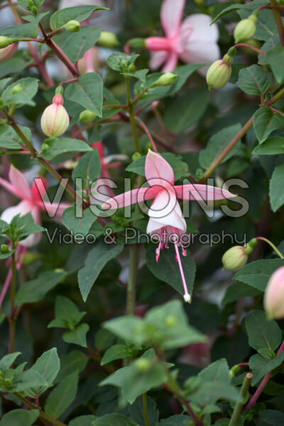 Fuchsia Elma Fuchsia Elma