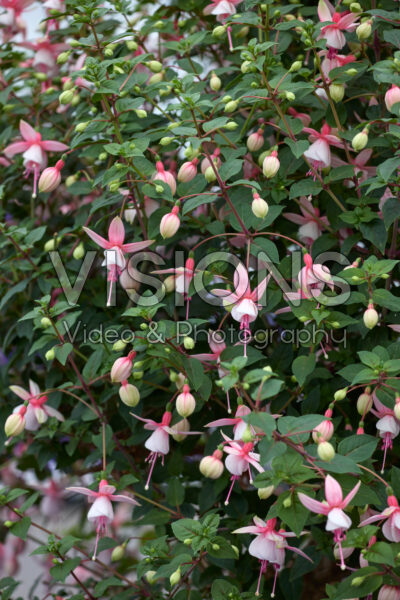 Fuchsia Elma Fuchsia Elma