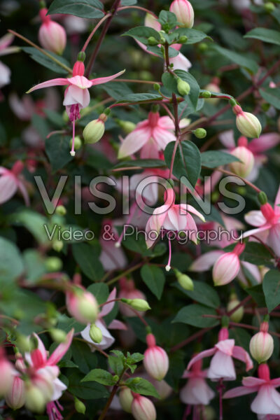 Fuchsia Elma Fuchsia Elma