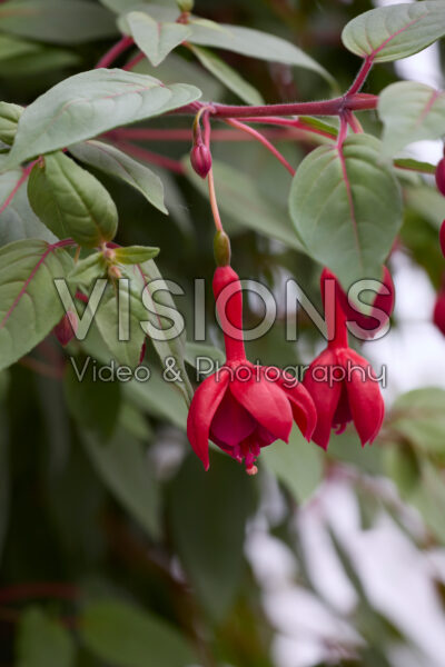 Fuchsia Marinka Fuchsia Marinka