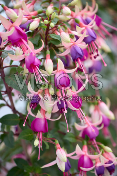 Fuchsia Ellebel Fuchsia Ellebel