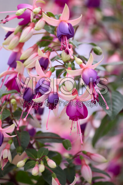 Fuchsia Ellebel
