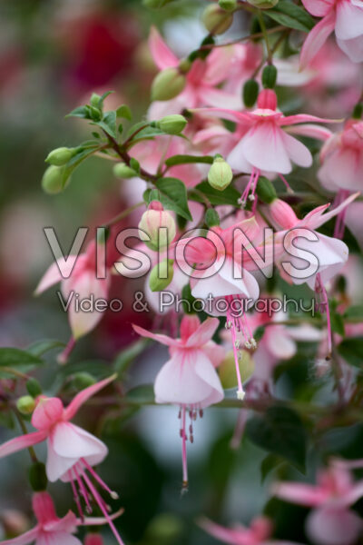Fuchsia Elma Fuchsia Elma