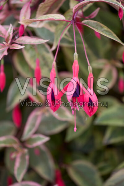 Fuchsia Tom West Fuchsia Tom West
