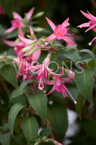 Fuchsia Walz Jubelteen