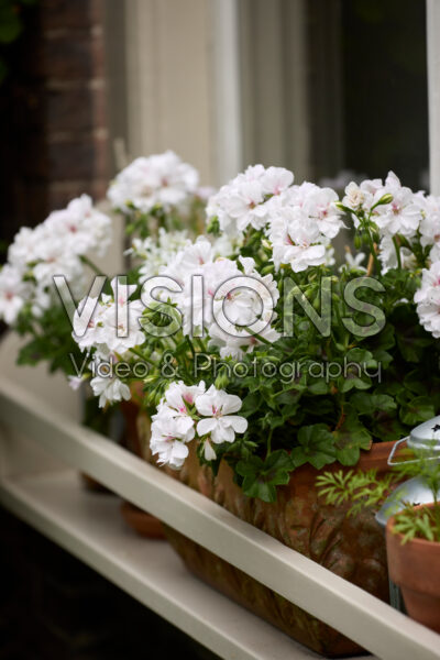 Pelargonium Pelargonium
