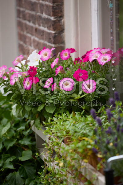 Petunia in window box Petunia in window box