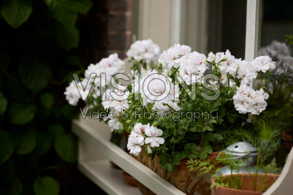 Pelargonium Pelargonium
