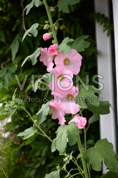 Alcea roze Alcea roze