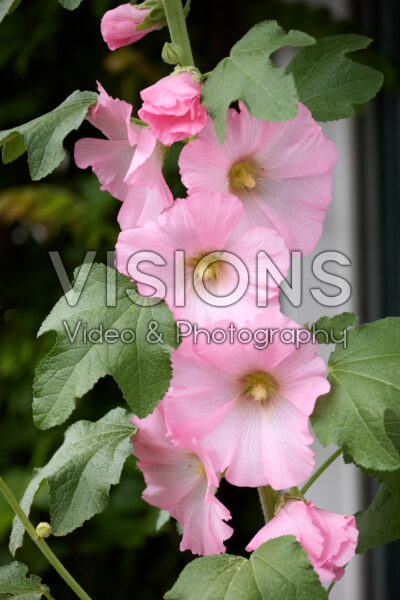 Alcea pink